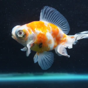 Butterfly Calico goldfish