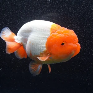 Red and White Ranchu Goldfish