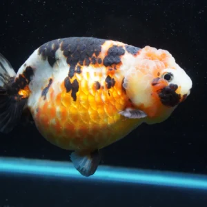 Milk Cow Ranchu Calico