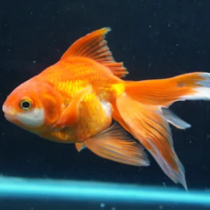 Ryukin Long Tail Red White