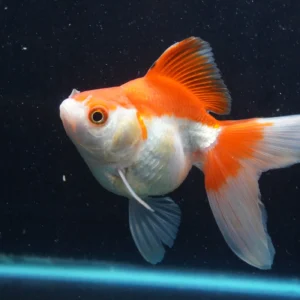 Ryukin Long Tail Red White