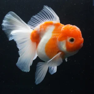 Thai Oranda Sakura