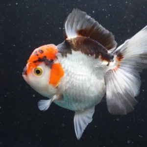 Thai Oranda Tricolor