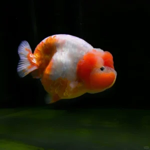 Picture of Goldfish Home