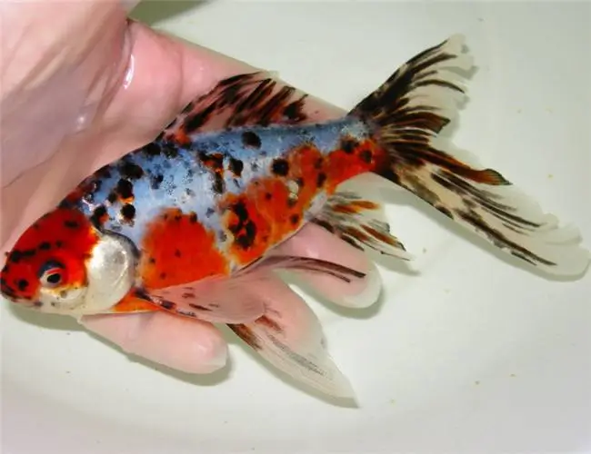 Get to Know Grass Goldfish