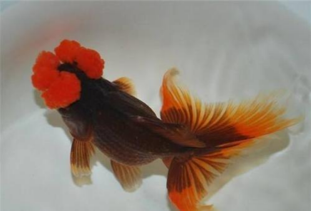 What is Pompon Goldfish