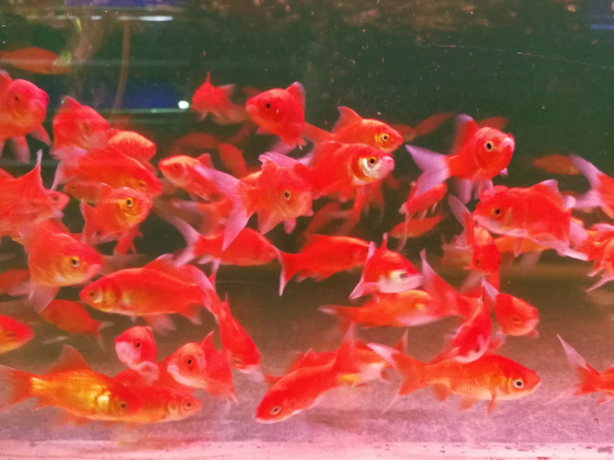 What Salt to Use for Goldfish